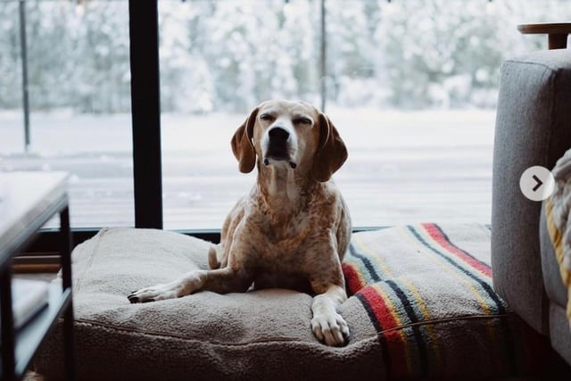 In ninth, Maddie, a pup adopted from a rescue shelter in Georgia, has as many as 1.3 million followers. She and her talented photographer guardian, Theron, have the potential to earn as much as £9,500 for each sponsored post of the splendid Coonhound