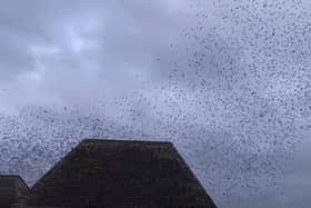 Brockholes Nature Reserve footage.
