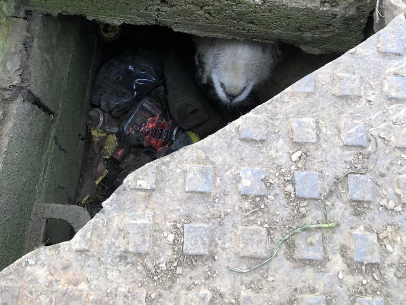 RSPCA rescuers were called to free a sheep who had fallen down a manhole in a field in Surfleet in February.
RSPCA inspector Justin Stubbs said: “It was a huge bit of luck for this sheep that a walker had been curious about the manhole and looked inside and saw the sheep looking back up at them!
