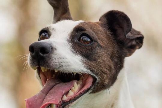 This pup looks happy about the great walking weather we have been getting. From @theskysthelimit.photography
