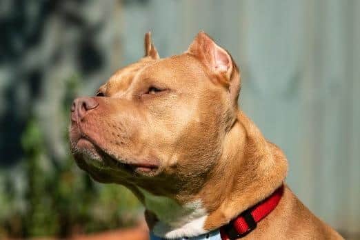 A dog with cropped ears
