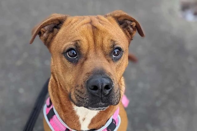 Eva is a 5-year-old Staffordshire Bull Terrier Cross who is described as 'beautiful and affectionate' despite previously living in poor conditions. She is suited to a home with secondary school aged children, but no other dogs or cats