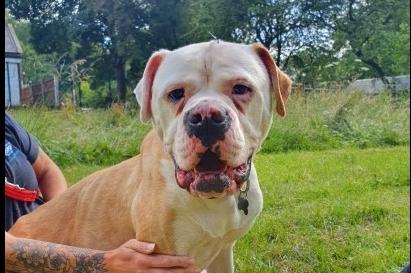 American bulldog Maisie is a very sweet girl who is scared and unsure of most things. She is very nervous of new places, noises and unexpected movement but her confidence is slowly improving every day. Maisie is looking for an adult only home, with no other pets.