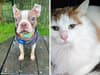 Meet the RSPCA animals including Beans and Kiki currently in desperate need of forever homes