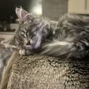 Global Cat Day