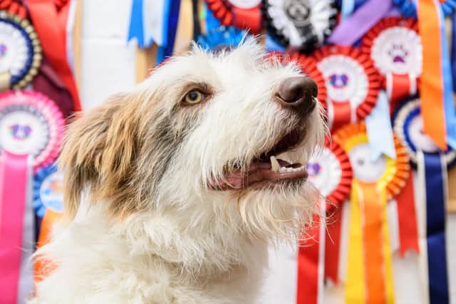 Bohemian Spirit (Skeeter) is a rescue dog who now competes in Agility Shows and has won plenty of awards. Photo: Kelvin Stuttard