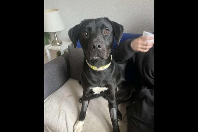 Freya is a gorgeous, sweet two-year-old Labrador cross. She is an extremely friendly girl who loves a soft toy and will come wiggling over to show them off to everyone! Freya is cheeky when it comes to food in a way that would differ to your usual Lab, she can be quite picky and doesn’t usually take treats. She would much rather prefer toys over food at the moment and is extremely playful! Freya is looking for a loving home who can give her the exercise, as well as the cuddles and attention she needs. Freya can live with children of primary school age that are dog savvy. Freya could live with a compatible dog but no cats.