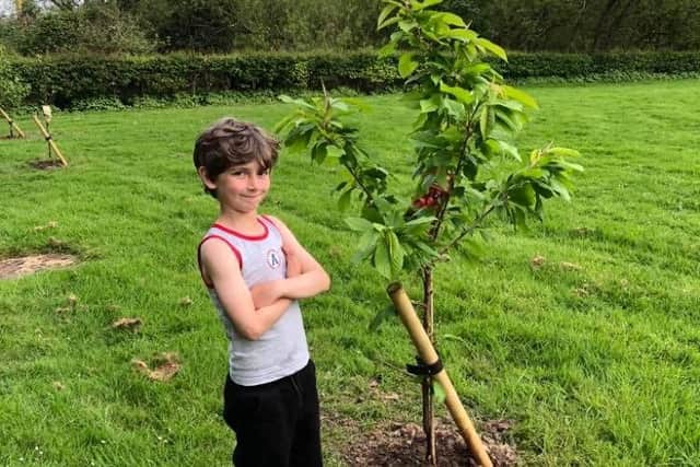 Fox wanted to plant fruit trees for his birthday.
