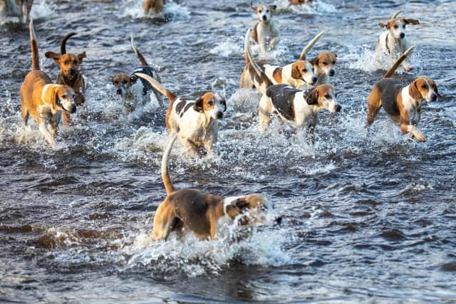 Holcombe Hunt will be out on Boxing Day with its Stud Book Harriers, taking part in a demonstration of trail laying.