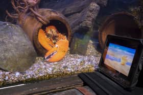 A lonely Lobster who can’t find love watches Love Island at SEALIFE Blackpool