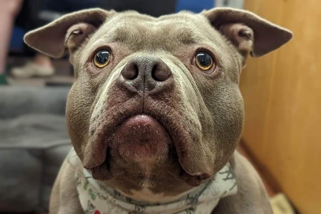Moon - pocket bully, 4 years old. AN adult only home and no other pets