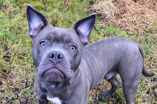 About Chaos...Chaos is a very handsome man crossed between a bull dog and a Frenchie. He is still only young so has lots to learn and can’t wait to find a new family.