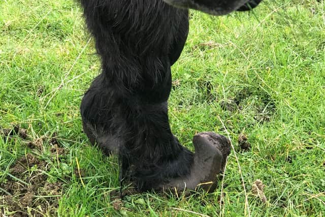 The Shetland pony had extremely overgrown hooves, and was in so much pain she could barely move