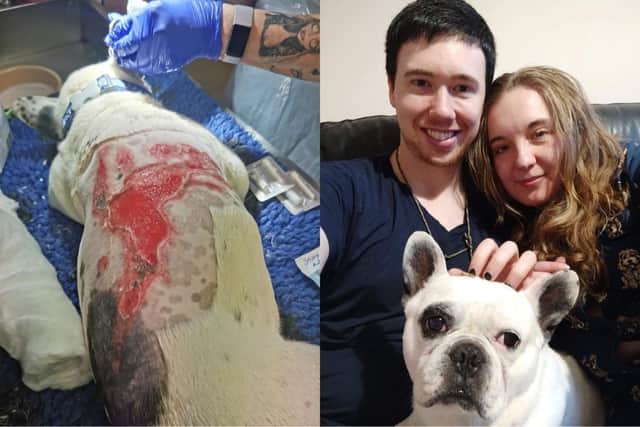 8-year-old French Bulldog Bruce was found dumped in Preston with horrific scalding burns across his back.