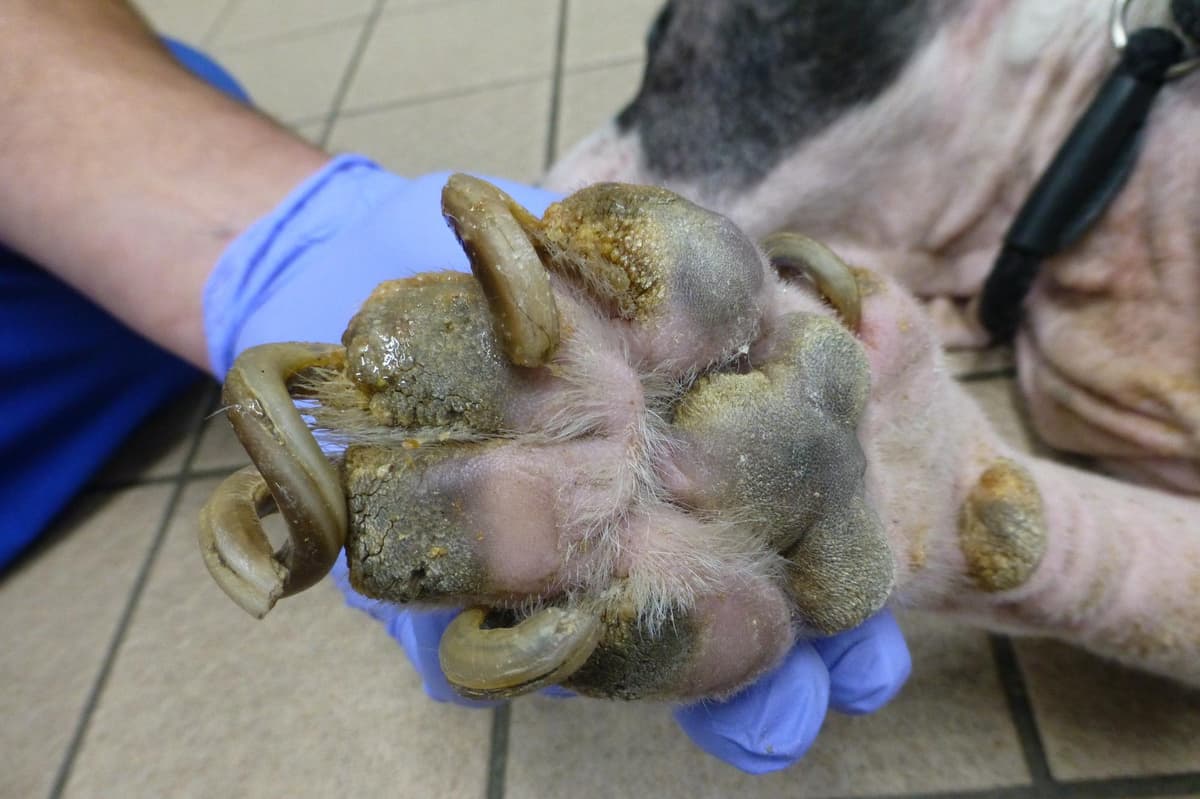 Lancs man banned from owning dogs after his neglected Staffy is put to sleep
