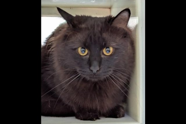 Say hello to super shy guy Sirius who is a beautiful three-year-old with piercing green eyes. He is described as super sweet and would best suit a home with cat savvy children aged 14+ and no other pets.