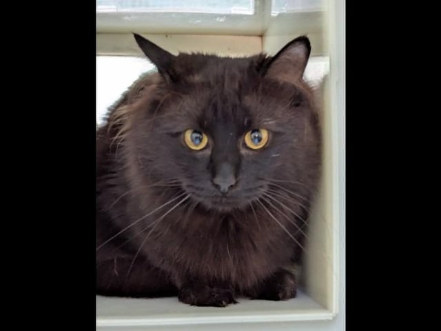 Say hello to super shy guy Sirius who is a beautiful three-year-old with piercing green eyes. He is described as super sweet and would best suit a home with cat savvy children aged 14+ and no other pets.