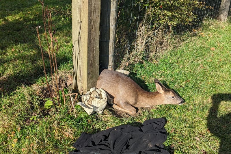 A deer was rescued by the RSPCA after getting herself wedged between two fencing posts at Standen House and Gardens in West Sussex in November.
The unlucky deer managed to get herself trapped in the small gap, but was thankfully spotted by National Trust staff when they came on shift in the morning. They called the animal welfare charity.
RSPCA animal rescue officers Sam Matthews and Louis Horton found the poor animal stuck between two posts. 
With the help of a car jack they managed to widen the gap between the posts and  lifted her up to the widest part and were able to release her.
