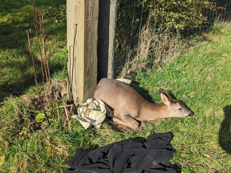 A deer was rescued by the RSPCA after getting herself wedged between two fencing posts at Standen House and Gardens in West Sussex in November.
The unlucky deer managed to get herself trapped in the small gap, but was thankfully spotted by National Trust staff when they came on shift in the morning. They called the animal welfare charity.
RSPCA animal rescue officers Sam Matthews and Louis Horton found the poor animal stuck between two posts.
With the help of a car jack they managed to widen the gap between the posts and lifted her up to the widest part and were able to release her.