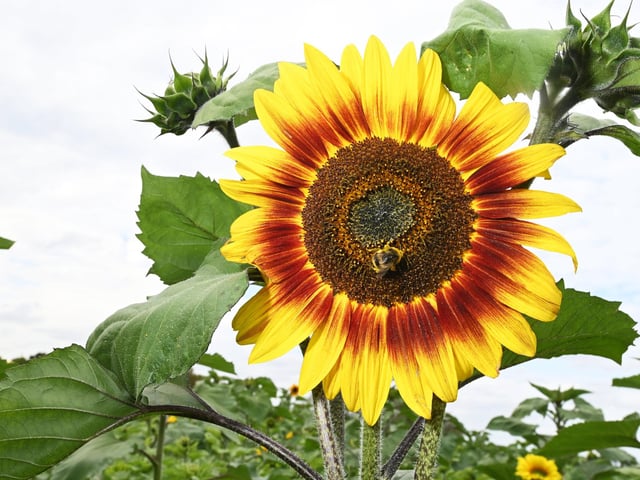 A bee enjoys the new varieties of sunflowers at Bretherton Sunflowers fields.