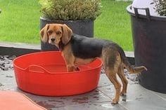 EM Houghton-Fishwick: "Beaglier, beagle x Cavalier King Charles. They are so sweet and absolutely love cuddles. The softest sweetest funniest dog I’ve ever had!"