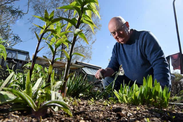 Hardy orchid seller Jeff Hutchings has closed his Laneside Hardy Orchids business  Photo: Neil Cross