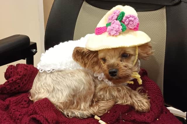 Yorkshire terrier wearing an Easter bonnet