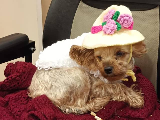 Yorkshire terrier wearing an Easter bonnet