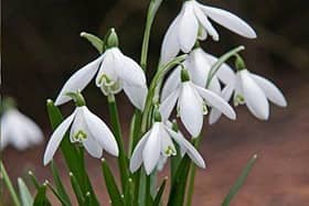 Snowdrops at Bank Hall Bretherton