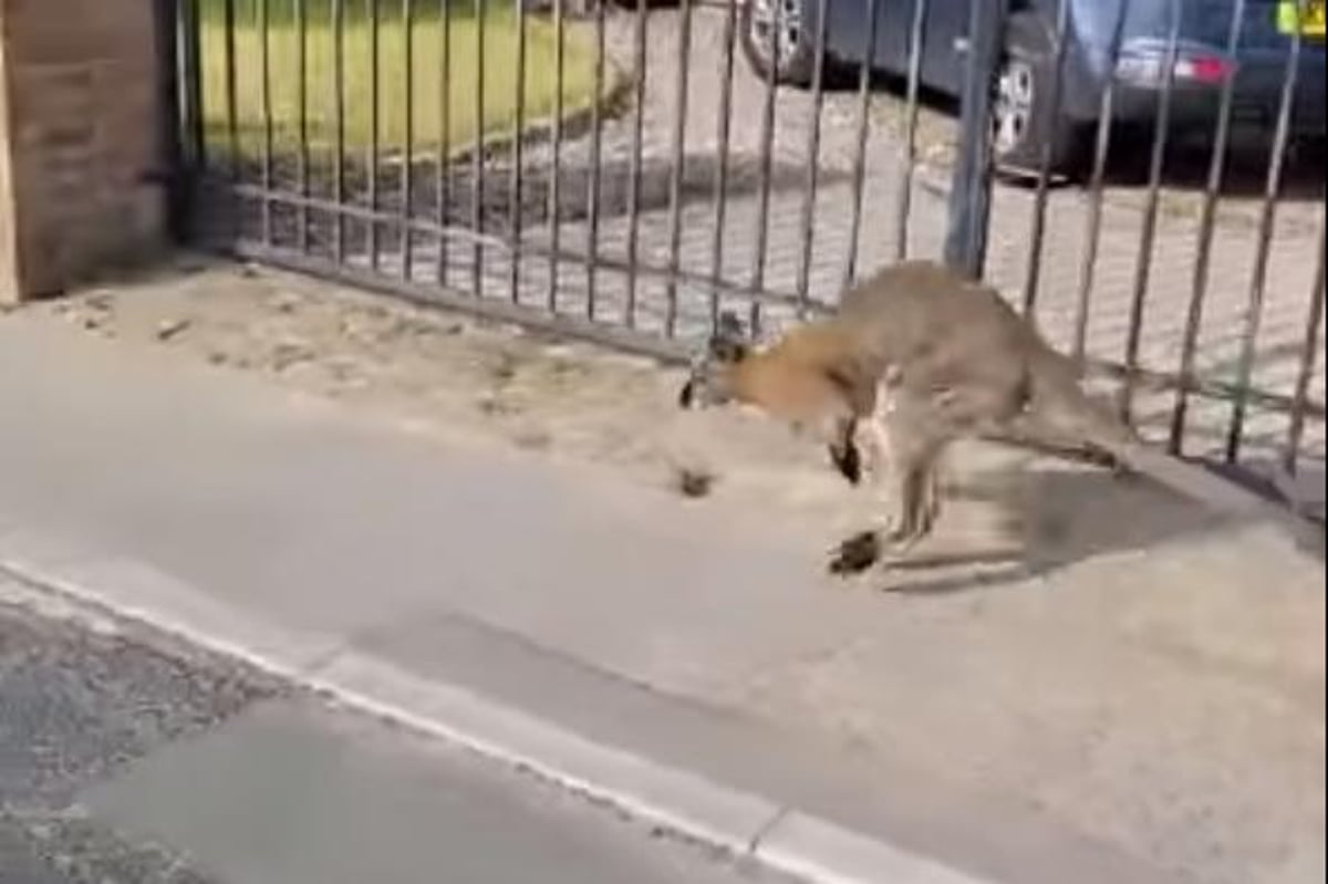 Video shows Australian Wallaby casually bouncing down Lancs street during heatwave