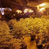 A large cannabis grow has been discovered in the old ambulance station in Rakeshouse Road, Nelson.
