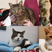 Four of the adorable cats Mel Winder has rescued. She looks after six in total