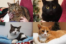 Four of the adorable cats Mel Winder has rescued. She looks after six in total