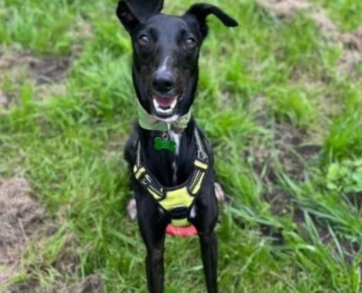 Elfie is a male Saluki Cross approximately one year old who is described as 'an energetic and friendly lad'. He loves zoomies and his food. He would suit a family with children of secondary school age and could be rehomed with a compatible dog but no cats