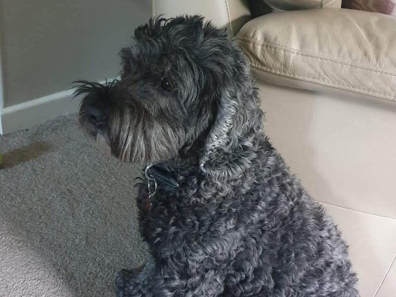 Charlie who is his owner's whole world.