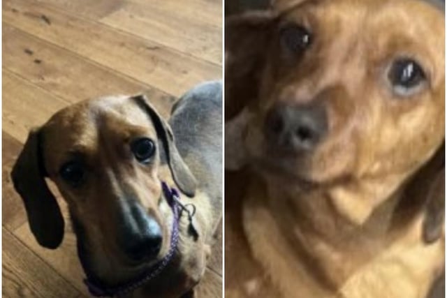 Fern went missing on February 2, 2021, after slipping her harness near Abbey Village football ground in Chorley and running towards a nearby farmers field. A female miniature Dachshund, she is described as a very nervous dog. A reward is being offered for his safe return.