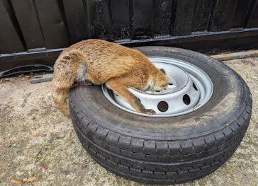 A fox was 'wheely' lucky to be spotted after getting his head trapped in a car wheel in south west London.
The poor fox was rescued after a member of the public spotted him struggling in October outside a storage yard in New Malden.
RSPCA animal rescue officer Sam Matthews managed to free the fox who escaped major injury with just a swollen face. She said: “The poor fox had almost given up and was resigned to his fate. The tyre had only been put there the night before, but he was quite exhausted.
“I think the young fox was just being inquisitive - he was possibly looking for some food hiding under there. But who knows why he went looking in there!
“This was a brand new tyre that had only been put there the night before. It’s always worth thinking about storing equipment out of reach of wildlife.”