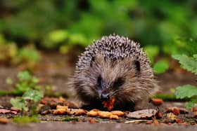 Animals including hedgehogs need a bit of extra support during the winter - Animal News Agency