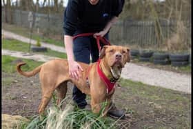 Coco is a brave one-year-old female Labrador cross who had previously been forced to live in outdoors in extremely poor conditions. This gentle girl is a firm favourite within the centre and she loves playing. She loves other dogs, but would need to be the only pet whilst she settles and gets used to the world, as she will need work putting in. Coco does have mild hip dysplasia so adopters need to be aware of this, whilst this requires no treatment now it is likely to require medication and possible treatment in the future. She is looking for a quiet home with a secure garden, on a quiet road with no other animals but can live with children aged 16+.
