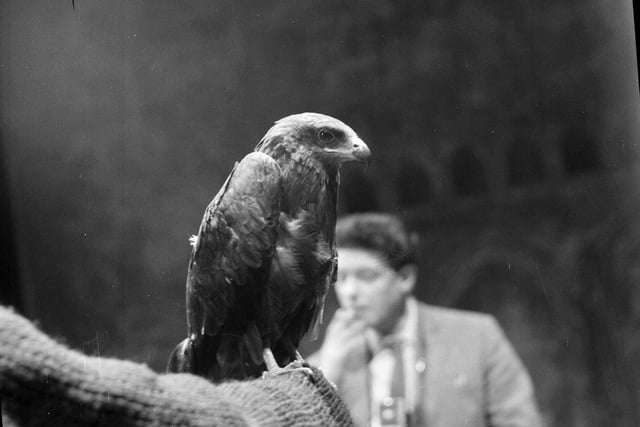 One of the live birds of prey that also starred in the Festival production of 'Luther' in 1961.