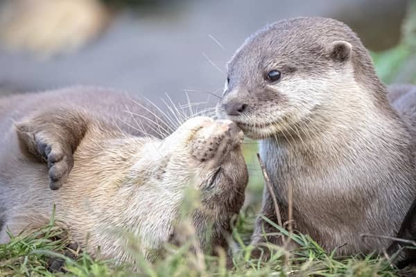 The Asian small clawed otters at Blackpool Zoo