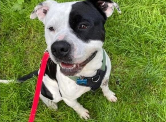 Archie is an American Bulldog cross approximately 2 years who is described as 'handsome and charismatic'. He absolutely loves being with people and having his belly scratched and will do anything for treats. He would suit being the only dog in the home and can live with children of a secondary age. There are to be no cats in the property