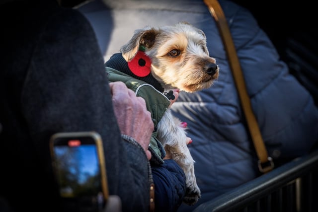 A dog with a poppy attached to its coat also attended the service