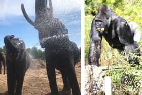 A gallery of Blackpool Zoo's animals enjoying the sun