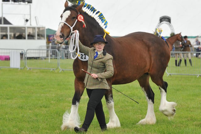 One of the many magnificent horses being shown at Garstang Show 2022