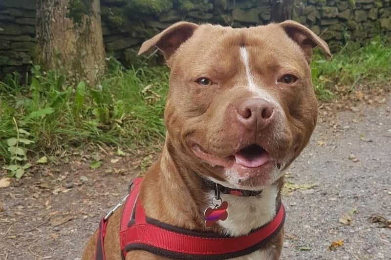 Breed: Terrier (Staffordshire Bull)
Sex: Male
Age: 1 year 8 months