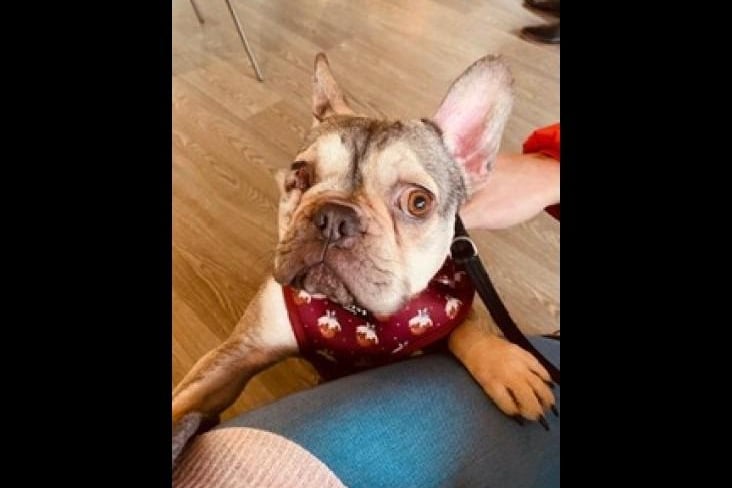 Adorable four-year-old Frenchie Poppy had a severe eye infection which had been left and meant she could no longer see out of her right eye. She’s since undergone surgery to have her eye removed but hasn’t let anything get in her way. She loves nothing more than to snuggle up and cuddle and would suit living with dogs that meet her needs and requirements and children 5+.