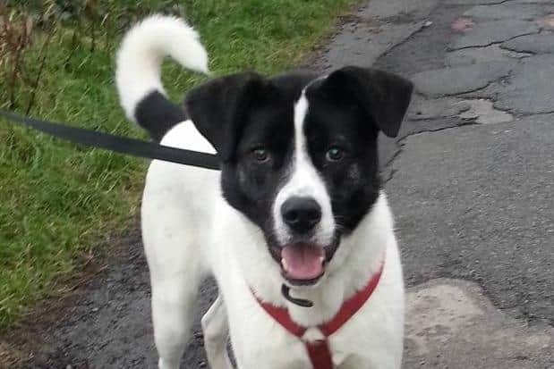 Bleakholt Animal Sanctuary long term resident Humbug has finally his forever home