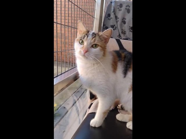Say hello to super sweet Sally - a three-year-old Tortie domestic short hair who is stealing the hearts of staff and volunteers alike. Although she can be a little nervous at times, Sally is a curious lady who will often be found to lay by her pod window watching the world go by. She absolutely loves a fuss, but can be a little stand offish at first. Sally would be best suited to a quiet home with no other pets, and cat savvy children aged eight upwards.