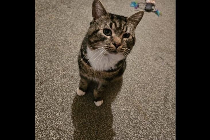 Smithy is a sweet two-year-old tabby who was found by a member of public as a stray. He loves attention and having his belly rubbed. He would suit a quiet home with children 14+ and no other pets.